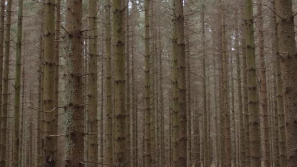 Sideway Dolly Shot Pine Forrest Tree Trunks — Wideo stockowe