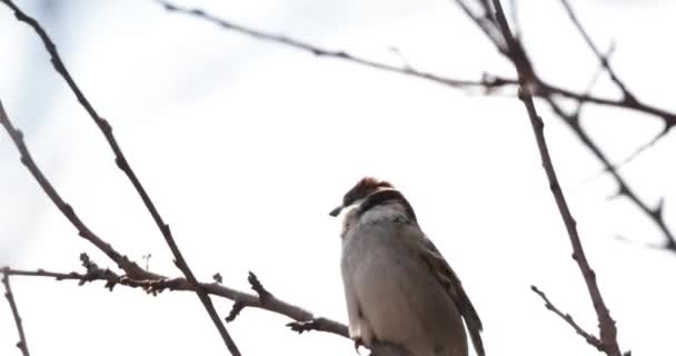 Single Sparrow Perched Tree Branch Very Windy Day Closeup Shot — Vídeos de Stock
