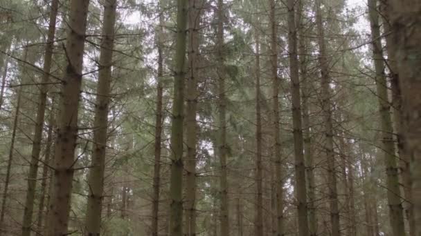 Calm Pine Forrest Slow Dolly Backward Movement Angled — Vídeos de Stock