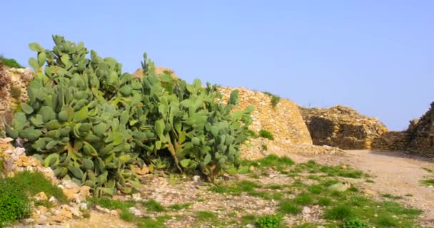 Άποψη Των Κατάφυτων Φυτών Κάκτων Στα Ερείπια Ενός Παλιού Μεσαιωνικού — Αρχείο Βίντεο