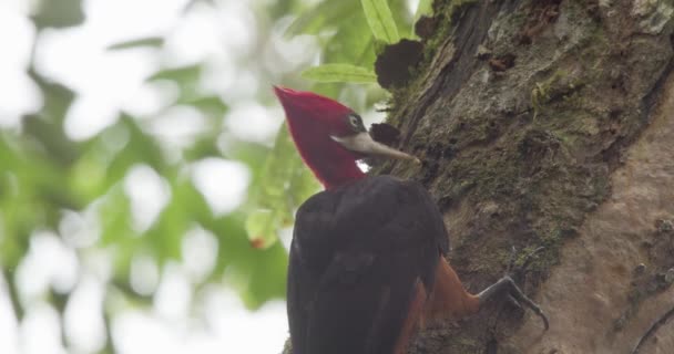 Red Necked Woodpecker Hunts Insects Tree Bark Tambopata National Reserve — Stock Video