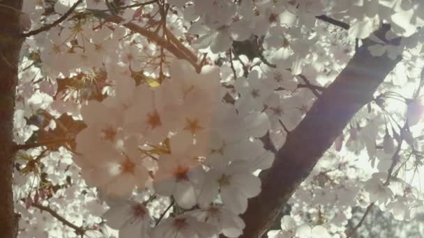 Slow Motion Close Cherry Branches Full Bloom Camera Pans Right — Stockvideo