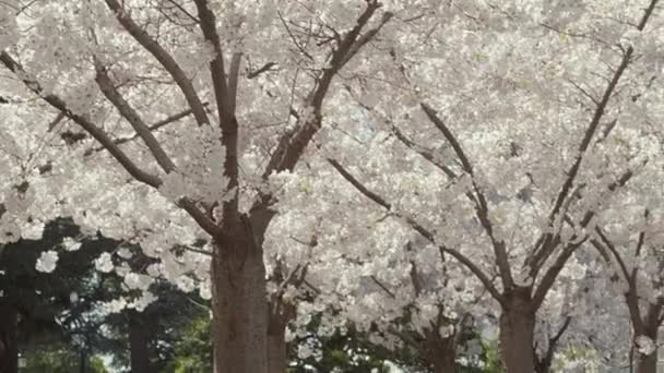 Slow Motion Bred Bild Körsbärsträd Full Blom Körsbärsblommor Faller Förgrunden — Stockvideo