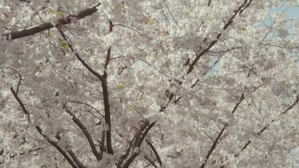 Slow Motion Medium Shot Panning Cherry Tree Covered Blossoms Abelhas — Vídeo de Stock