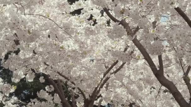 Slows Motion Medium Wide Shot Cherry Trees Full Bloom Camera — Stock Video