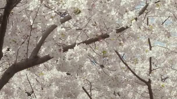 Slow Motion Medium Shot Cherry Tree Branches Covered Blossoms Bees — Stock Video