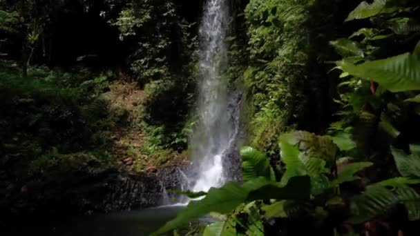 ミクロネシア連邦ポンペイの熱帯雨林の奥地をハイキングしながら発見された見事な滝を垣間見る — ストック動画