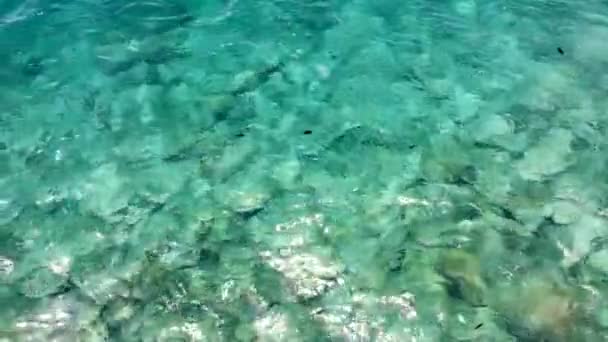 방아쇠 물고기떼 헤엄치며 먹이를 아름다운 청록색 바다의 위에서 내려다보는 무인기 — 비디오