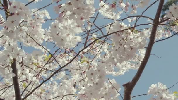 Slow Motion Close Cherry Tree Branches Swaying Breeze Camera Pans — Stockvideo