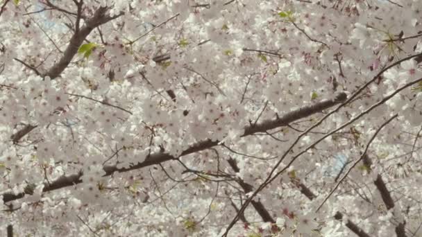 Медленная Съемка Средой Спускающаяся Полога Вишневых Деревьев Покрытых Цветами Пчелы — стоковое видео