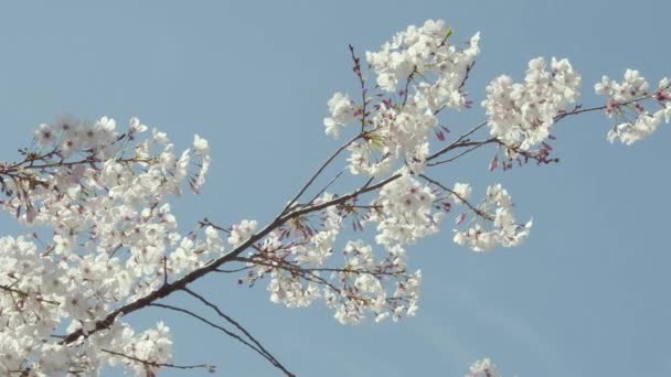 Slow Motion Closeup Cherry Tree Branch Full Bloom Bees Can — Stockvideo