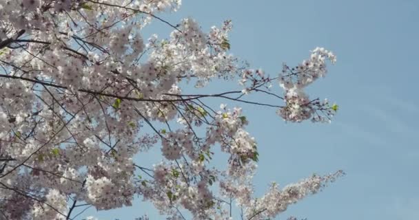 Close Cherry Tree Branches Covered Flowers Bees Buzz Gentle Breeze — Stockvideo