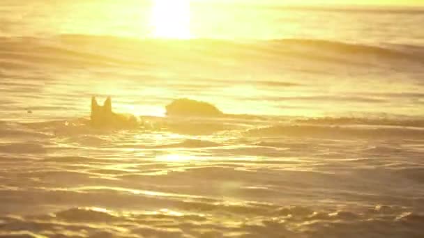 Due Cani Che Nuotano Giocano Nell Oceano Bagliore Del Tramonto — Video Stock