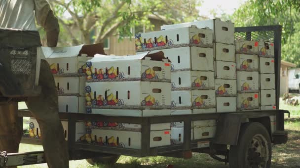 Tomate Recogiendo Trabajo Cosecha Estacional Granja Agrícola Camión Cargado Cajas — Vídeo de stock