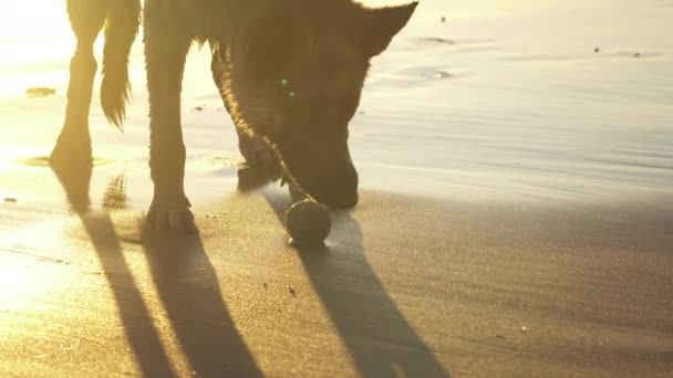 Perro Pastor Alemán Jugando Con Juguete Playa Puesta Del Sol — Vídeo de stock