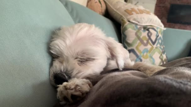 Close Cachorrinho Adorável Cabelo Branco Cão Maltês Deitado Sofá Acolhedor — Vídeo de Stock