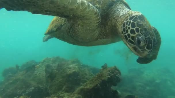 Żółw Żywiący Się Wodorostami Oceanie Spokojnym — Wideo stockowe