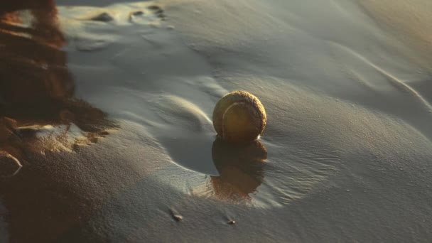 Nasser Schäferhund Spielt Sandstrand Mit Seinem Ball — Stockvideo