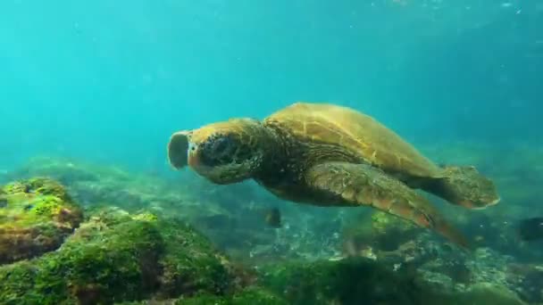 Sköldpadda Letar Efter Mat Med Fisk Bakgrunden — Stockvideo