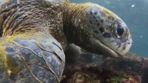 Nahaufnahme Einer Grünen Schildkröte Die Sich Von Algen Auf Den — Stockvideo