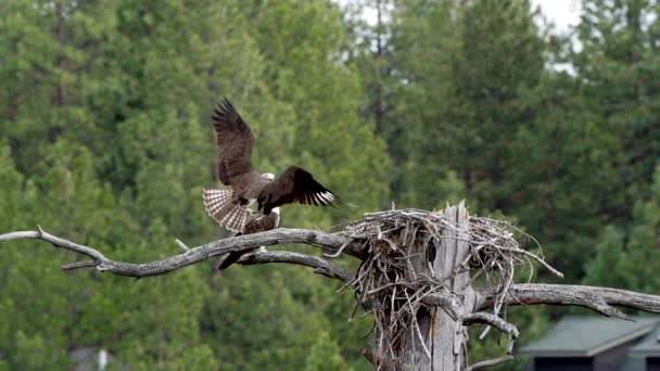 Повільний Рух Osprey Літає Гніздо Матом Надутим Гілці — стокове відео