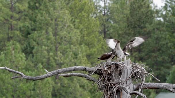 One Osprey Trying Get Fish Another Osprey — Stock Video