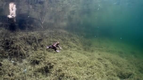 Мужская Жаба Bufo Bufo Плавает Прозрачном Озере Время Размножения Эстония — стоковое видео