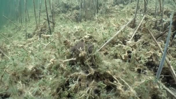 Common Toad Bufo Bufo Trying Hide Bottom Clear Watered Lake — Vídeo de Stock