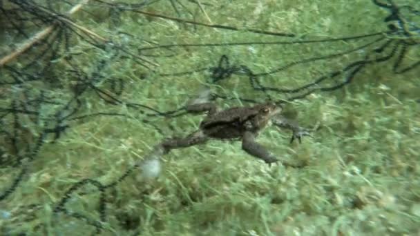 Unterwasseraufnahmen Der Erdkröte Bufo Bufo Während Der Brutzeit — Stockvideo