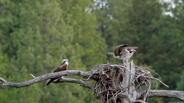 Osprey Bringing Stick Nest Nest Building — Stock Video