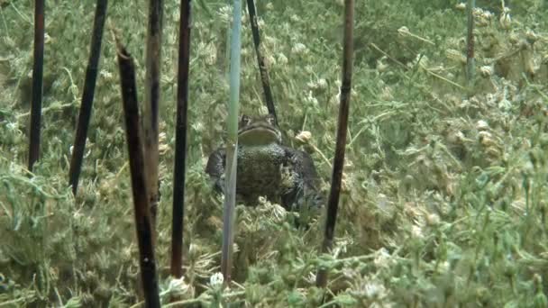 Male Common Ropucha Bufo Bufo Leží Dně Čistého Jezera — Stock video