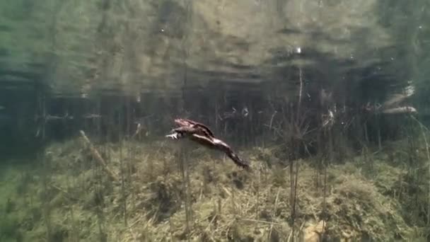 Mannetjespad Bufo Bufo Zwemt Tijdens Broedtijd Een Helder Water Aan — Stockvideo