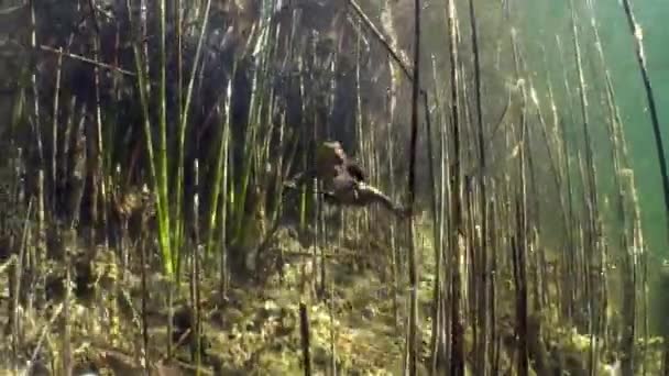 Male Common Toad Bufo Bufo Swimming Clear Watered Lake Breeding — стоковое видео