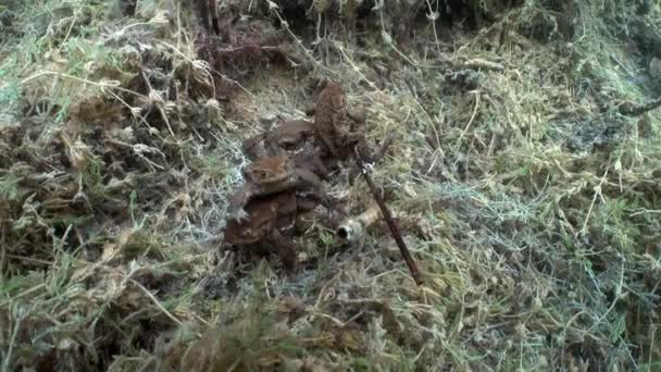 Common Toad Bufo Bufo Males Have Arrived Lake Breeding — Wideo stockowe