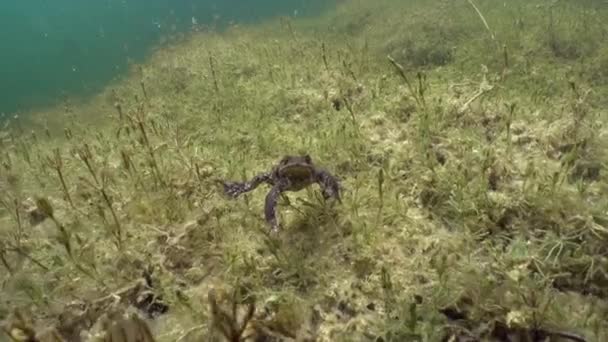 Male Common Toad Bufo Bufo Lying Bottom Clear Watered Lake — Vídeo de Stock