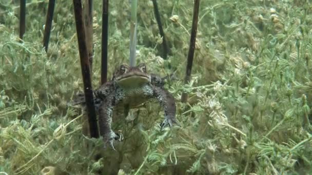 Male Common Toad Bufo Bufo Lies Bottom Clear Watered Lake — Video