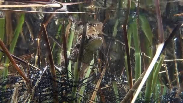 Common Toad Bufo Bufo Male Grasping Female His Fore Limbs — Video Stock