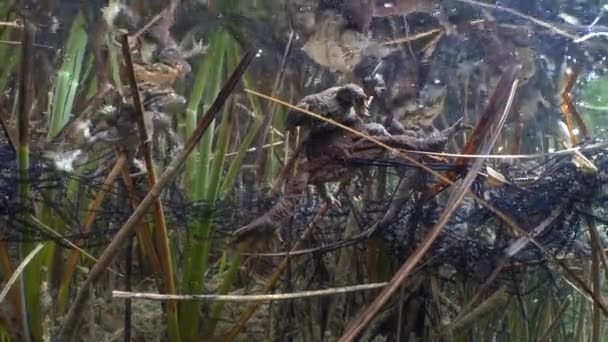 Звичайна Жаба Bufo Bufo Самець Хапає Самку Своїми Передніми Кінцівками — стокове відео