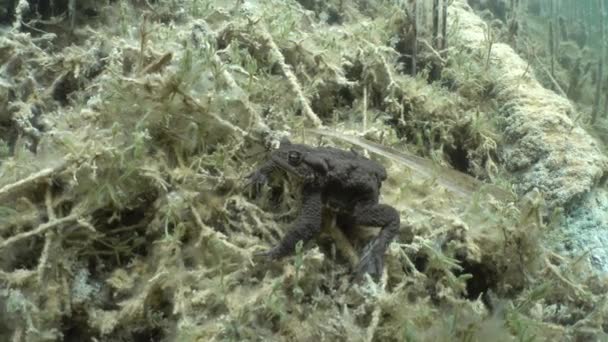 Common Toad Bufo Bufo Lying Bottom Clear Watered Lake Swims — Video