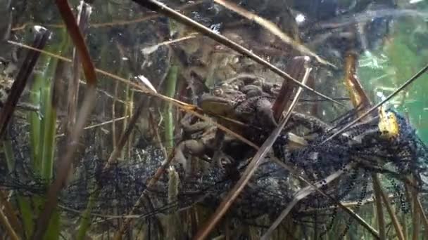 Gewone Pad Bufo Bufo Mannelijke Grijpen Vrouwtje Met Zijn Voorpoten — Stockvideo