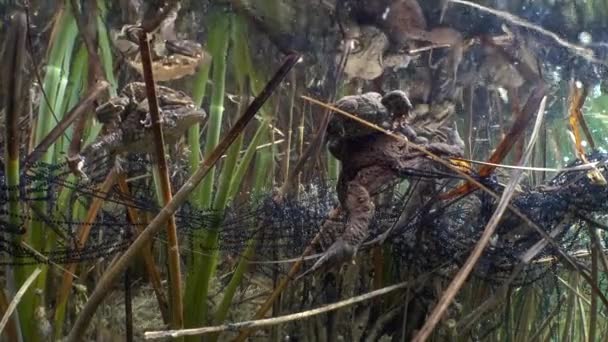 Common Toad Bufo Bufo Male Grasping Female His Fore Limbs — Stockvideo