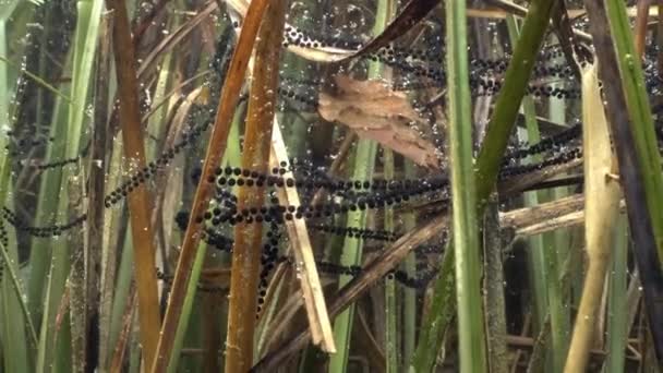 在一个清澈的湖中 普通蛤蟆 Bufo Bufo 用胶质卵线缠绕在植物茎上 — 图库视频影像