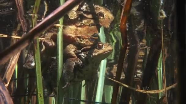 Common Toad Bufo Bufo Pair Amplexus Floating Surface Clear Watered — Vídeo de Stock
