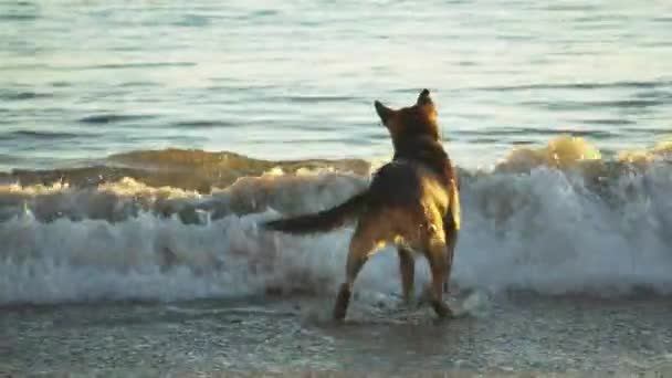 德国牧羊犬在海滩上与海浪玩耍 还有它的玩具 圣巴巴拉加利福尼亚 夕阳西下 — 图库视频影像