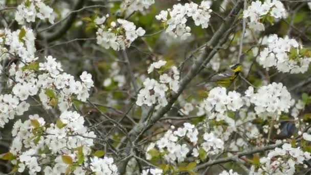 Μαύρο Και Κίτρινο Πουλάκι Σκαρφαλώνει Κλαδί Δέντρου Όμορφα Λευκά Λουλούδια — Αρχείο Βίντεο