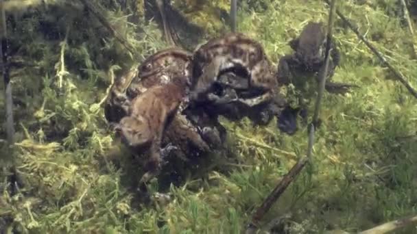 Breeding Time Several Common Toad Bufo Bufo Form Heap Each — Video