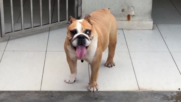 Joven Bulldog Inglesa Mirando Cámara Sacando Lengua Respirando Pesadamente Esperando — Vídeos de Stock