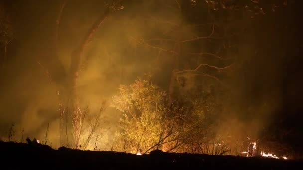 Brûlage Arbres Fumée Feu Forêt Cendres Dans Une Nuit Venteuse — Video