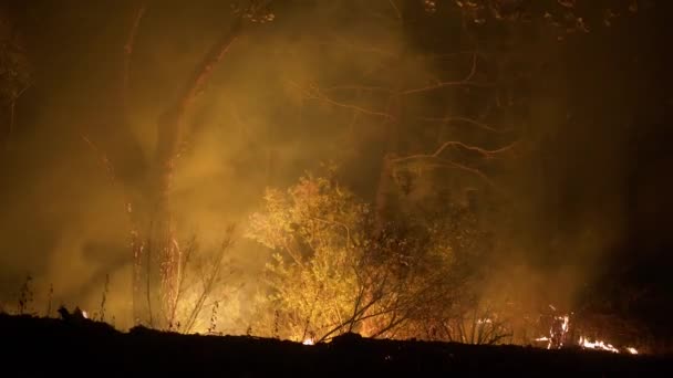 Alberi Che Bruciano Fumo Cenere Del Fuoco Della Foresta Che — Video Stock