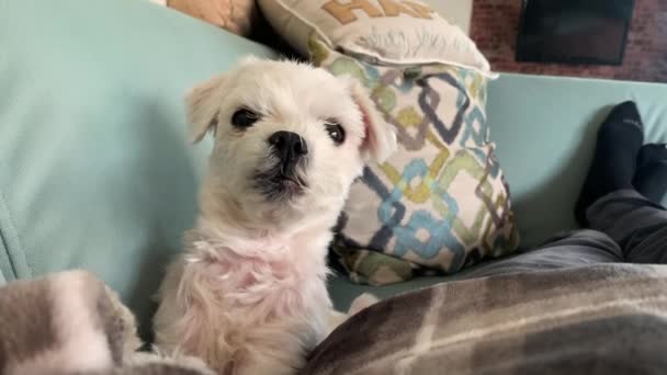 Roztomilý Malý Bílý Vlasy Maltský Pes Dívá Přímo Kamery Odpočívá — Stock video